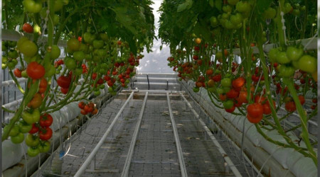 Rusya, Türkiye'den sebze ithalatını artıracak