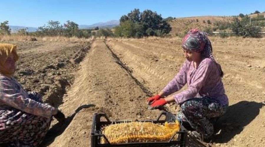 Sargl'de salep tohumlar toprakla bulutu