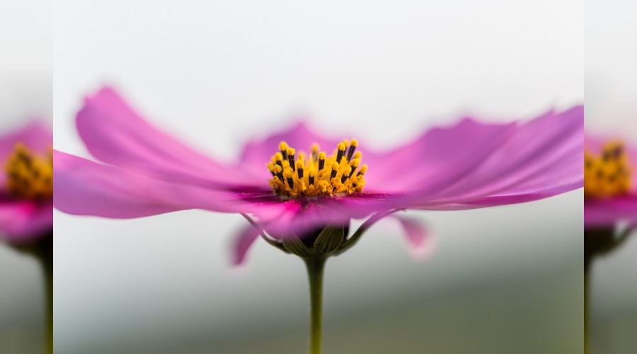 ‘Senin ruhun ne de güzeldir’