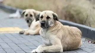 Sokak hayvanlarna ynelik dzenlemeler TBMM'de kabul edildi