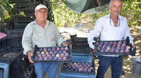 Toroslar'da incir hasad sona erdi