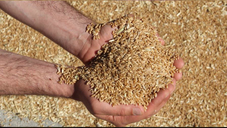 Türkiye'nin Rusya'dan tarım ithalatı hız kesmiyor