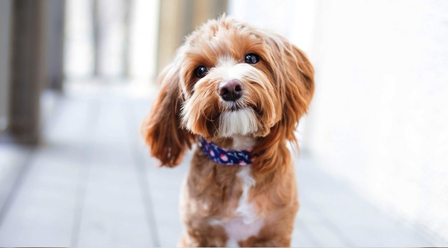 Türkiye'nin yüzde 6'sı köpek sahibi