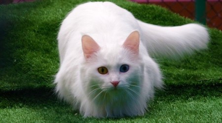 Van kedilerinin artık kimliği var