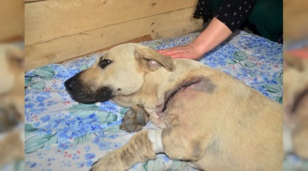 Yaralanan sokak köpeğini mahalleli tedavi ettirdi