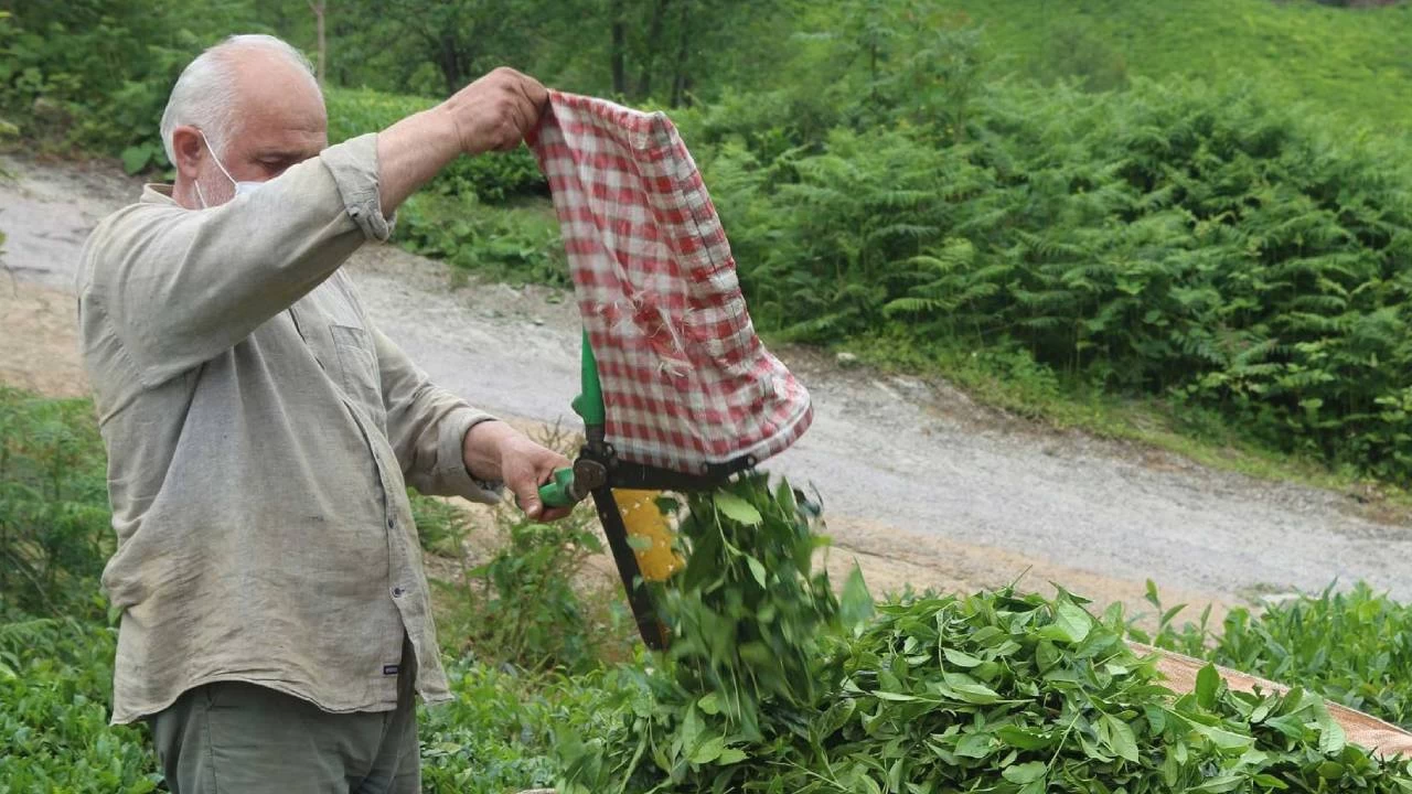 Yaş çaya kilogram başına 30 kuruş fark ödemesi yapılacak
