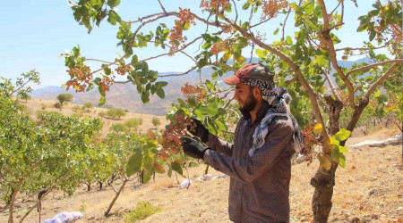 'Yeil altn'da yln ilk hasadna baland