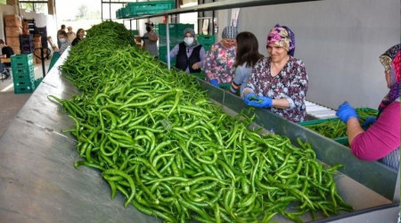 Yeil sivri biberde 'Yeniehir' tescili