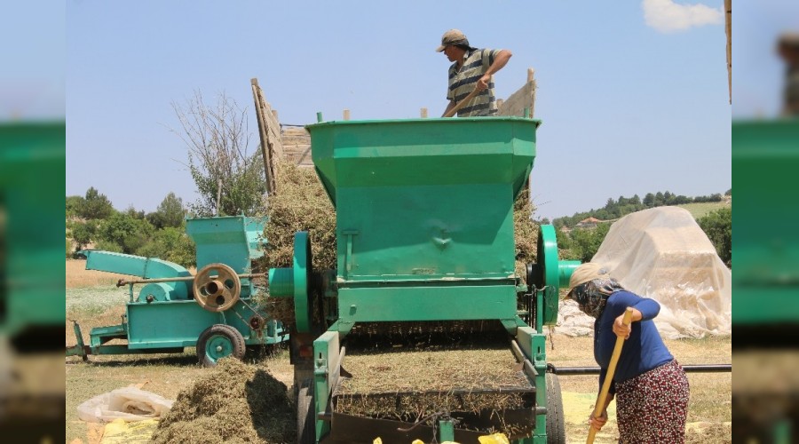 Yüksek kalite kekikler ihraç ediliyor