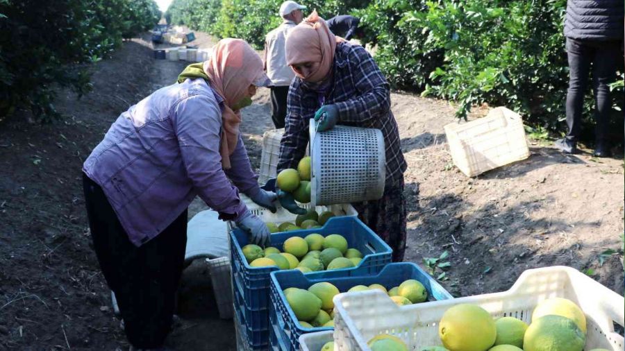 Adana'da portakal hasadı başladı, bahçede kilosu 10-12 lira