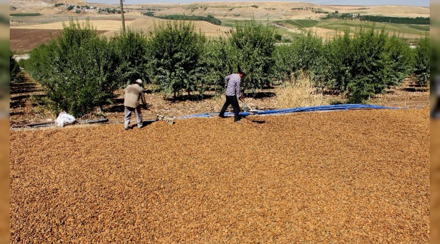 Adıyaman modern badem diyarı oldu