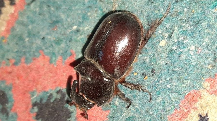 Adıyaman'da gergedan böceği görüldü