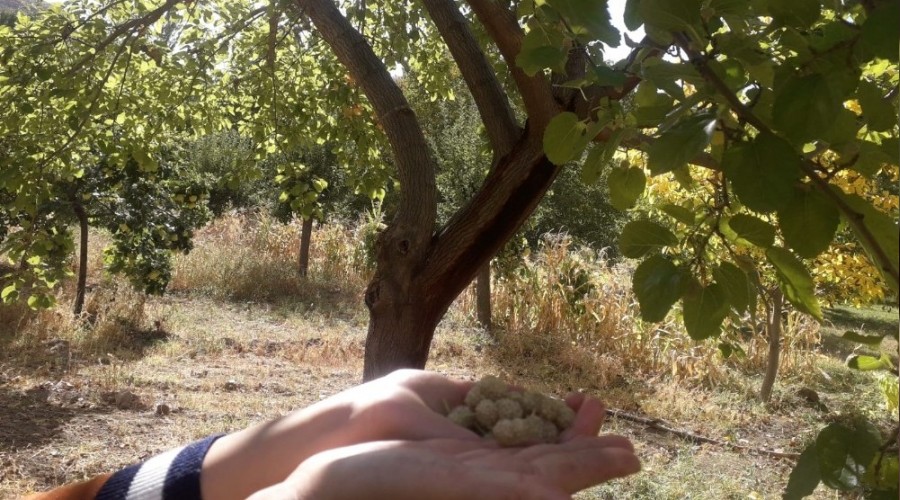 Ağustos'ta hasadı bitti, Ekim ayında meyve verdi
