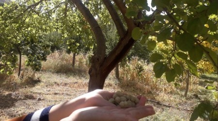 Ağustos'ta hasadı bitti, Ekim ayında meyve verdi