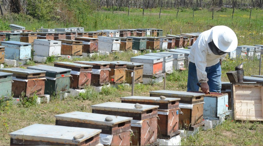 Arı sokması ölümle sonuçlanabilir