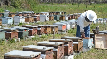 Arı sokması ölümle sonuçlanabilir