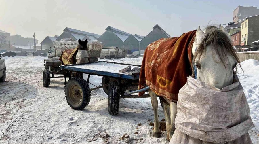 Atlarını dondurucu soğuktan battaniye ile koruyorlar
