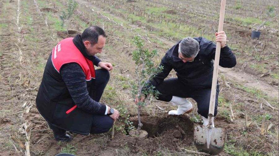 Ayvalık 100 yıl sonra yeniden sakız ağacı yetiştirecek