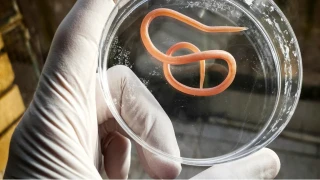 Bağırsaklardaki parazitleri temizleyen şifalı bitkiler