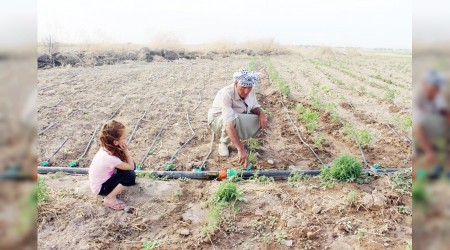 Bayramı tarlada çalışarak geçirdiler