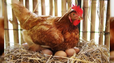 Beyaz et sektörü zorda