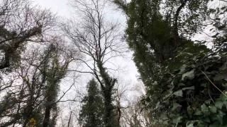 Bu ormana bilim adamı olmayan giremiyor