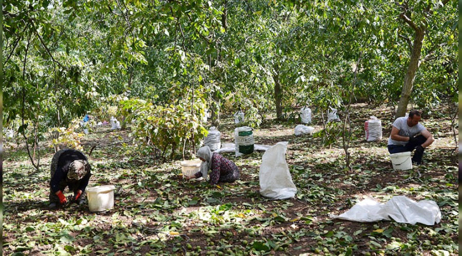 Çorumda cevizde rekor bekleniyor