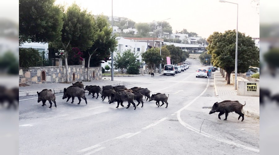 Domuz sürüsü kent merkezine indi