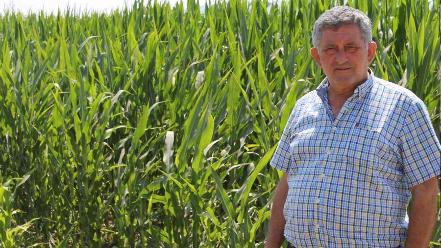 Dünyanın mısırı Yenişehir'de üretiliyor