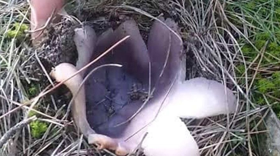 Duyan ormana koşuyor, kilosu 30 lira