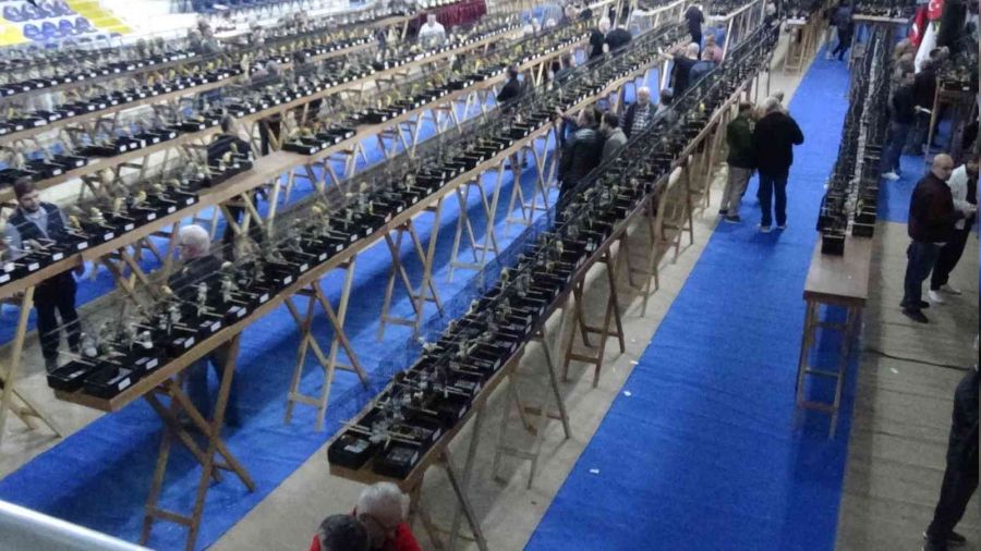 Edremit'teki bu yarışmaya 2 bin Yorkshire ırkı kanarya katıldı