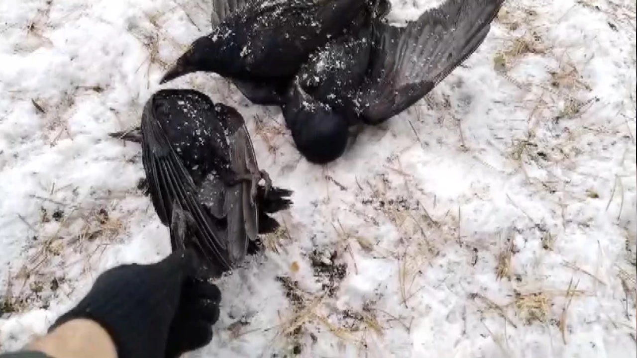 Erzincan'da kargalar dondu