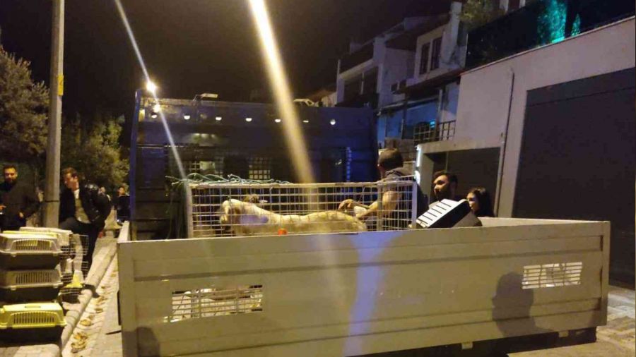 Evinde çok sayıda kedi köpek ölüsü bulunan kadın akıl hastanesine sevk edildi