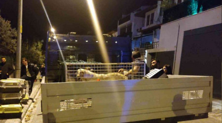 Evinde çok sayıda kedi köpek ölüsü bulunan kadın akıl hastanesine sevk edildi