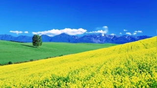 Ferdî ve cemaat hâlinde zikir