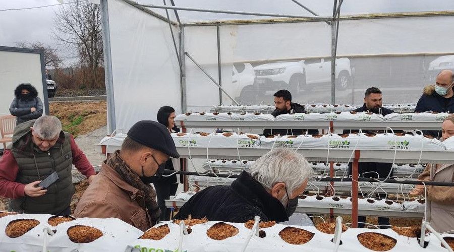 Giresun’da topraksız çilek yetiştiriciliği yaygınlaşıyor