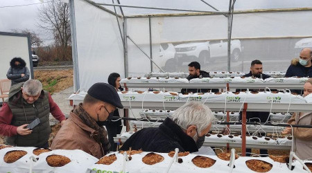 Giresun’da topraksız çilek yetiştiriciliği yaygınlaşıyor
