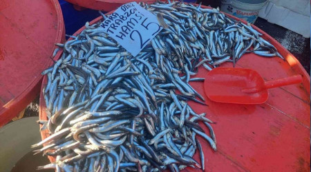 Hamsinin fiyatı düştü