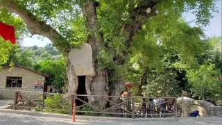 Hıdırbey Köyü Musa Ağacı