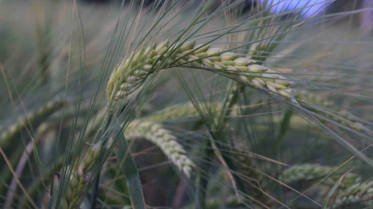 Hububatı, don, kuraklık ve fare tehdit ediyor