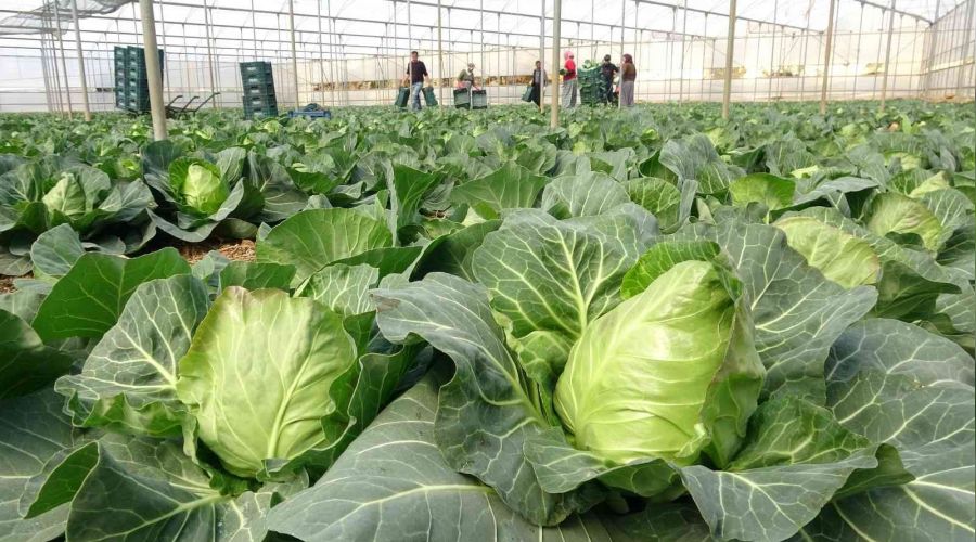 İhracata yeni bir ürün eklendi