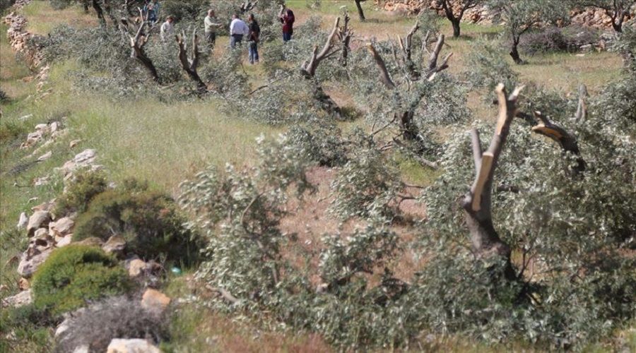 İsrail, Filistinlilere ait 2 bin zeytin ağacını söktü