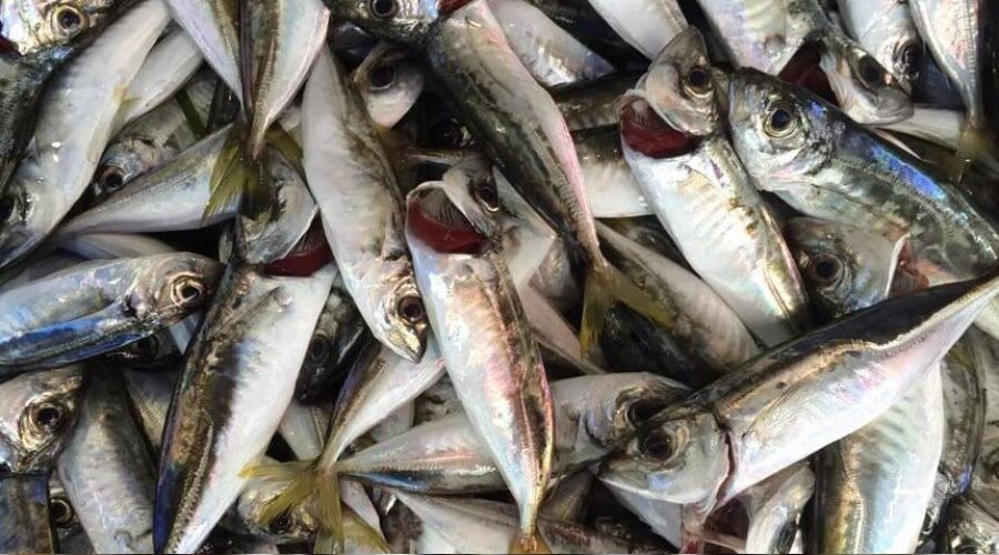 İstanbul'da 2 ton istavrit balığına el konuldu