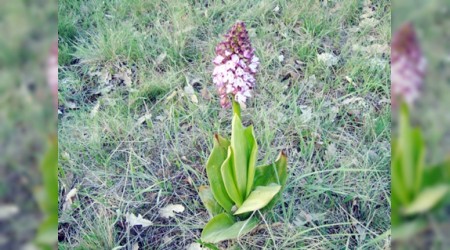 Kaçak salep toplayanlar yanıyor