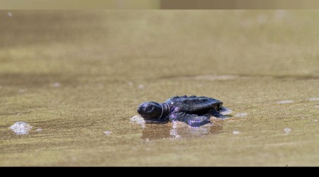 Kaplumbağa yavruları denizle buluştu