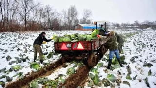 Kar, toprak nemini artırarak bitki büyümesini destekler