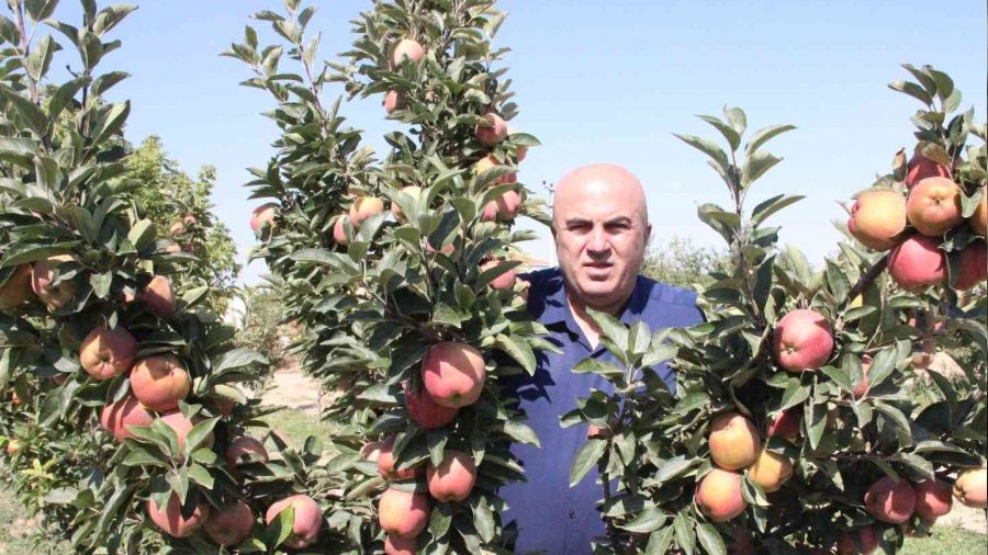 Karaman'da dalları elma bastı