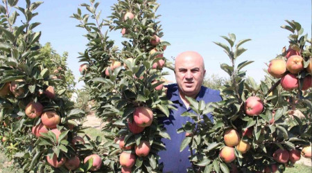 Karaman'da dalları elma bastı