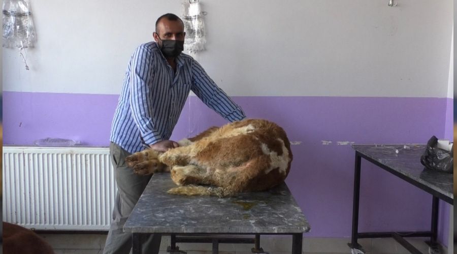 Kars'ta buzağılarda korona virüs görüldü