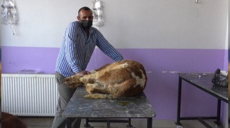 Kars'ta buzağılarda korona virüs görüldü